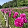 荒川峡芍薬園【関川村】