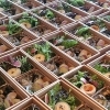 【第一回~神様と一緒にご飯を食べようの会~】Vol.3
