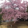 東松戸ゆいの花公園|松戸市