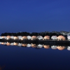 新川の河津桜! 圧巻の河津桜が見られる名所|千葉県八千代市