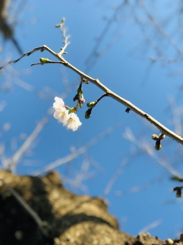 「桜🌸開花」
