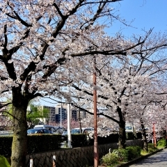 川端通の側道（団栗～五条間）　ゆっくり桜を楽しむための穴場スポットNo.15