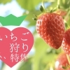 【2026年版】福島市周辺のいちご狩り特集