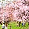 旭ケ丘公園│芦別市