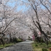 羽ノ浦桜づつみ公園・岩脇公園