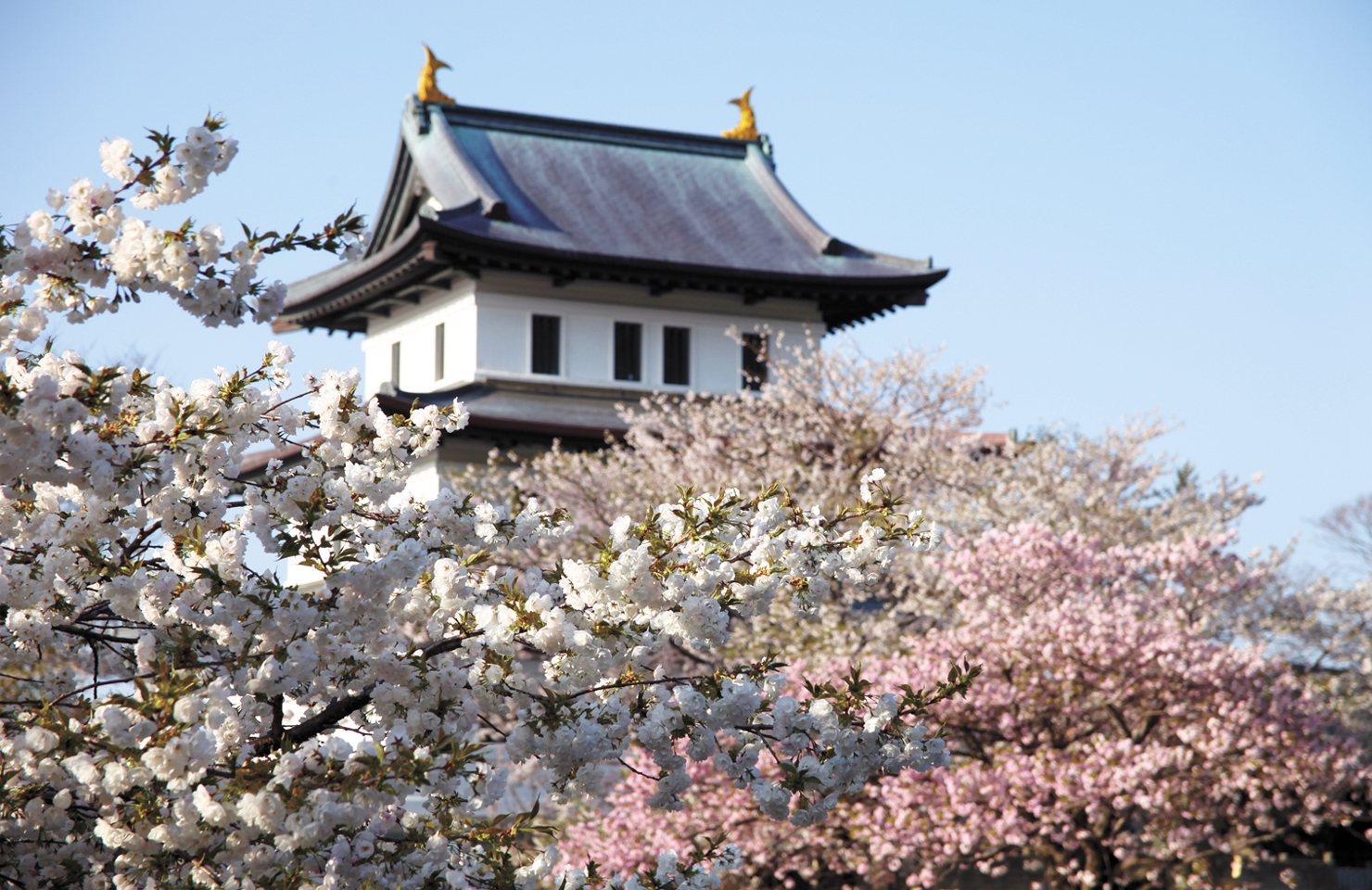 松前公園・お花見スポット