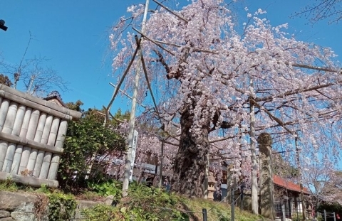 山陰島根県松江市石橋町千手院　しだれ桜