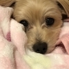 ナッツ ちゃん