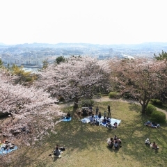 野島公園（金沢区）　展望台から見下ろすと桜と海が美しく見える