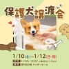 保護犬譲渡会【2026年1月開催】