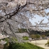■西区■桜と広島市街を一望!