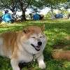 我が家のかわいいペット 【ちゃこ】