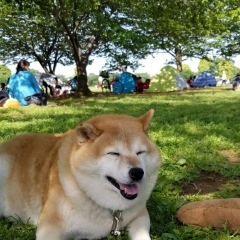 我が家のかわいいペット　【ちゃこ】