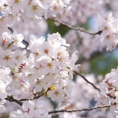 水道山の桜（すいどうやまのさくら）