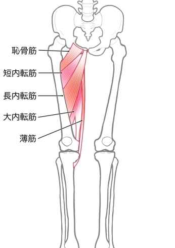 内転筋群「【膝痛】膝の痛みを予防・解消するには・・・②【腰痛・坐骨神経痛・整体・那須塩原・大田原】」