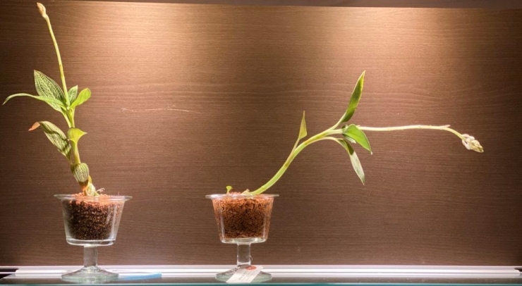 「ガラスの器の観葉植物」