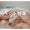 【保存版】愛犬・愛猫との毎日を豊かに。ペットライフ応援ガイド(和泉・岸和田・貝塚・熊取)