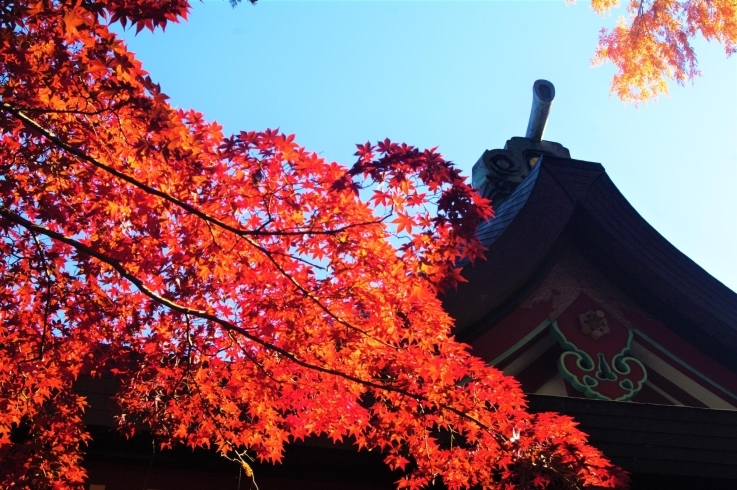 「生島足島神社の紅葉」