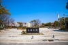 中部公園にも多くのソメイヨシノが咲いています