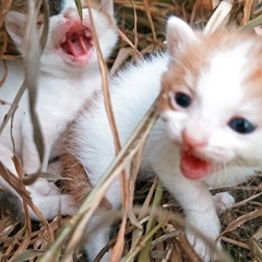 津乗健太写真展「楽しくなさそうにはしていない猫」開催のお知らせ