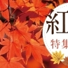 秋のお出かけに♪ おすすめ紅葉特集|和歌山市・岩出市・田辺市・新宮市