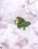 まいぷれ賞③