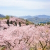 【開山公園 お花見2025 愛媛/今治市】 瀬戸内海の多島美を彩る約1000本のソメイヨシノ