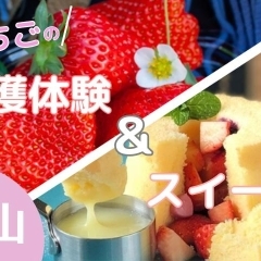 2025年 いちご狩り・いちごスイーツを楽しもう!松山・松前・伊予・東温・砥部