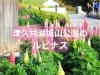 津久井湖城山公園水の苑地に咲き誇るルピナス