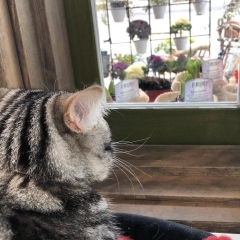 まめ猫の家