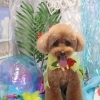 【和泉市】Dog salon tiramis(ドッグサロン ティラミス)