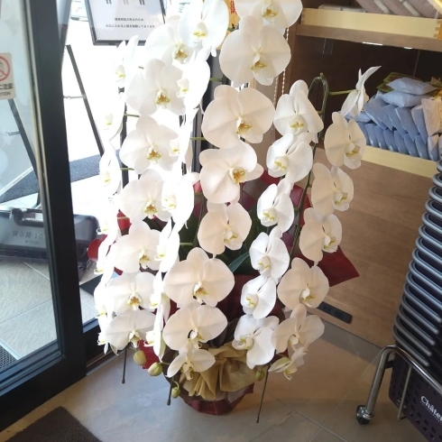 「シャトレーゼが尾道市新浜にOPEN！　ケーキ屋さんの店内にあう可愛くて華やかな御祝のお花」