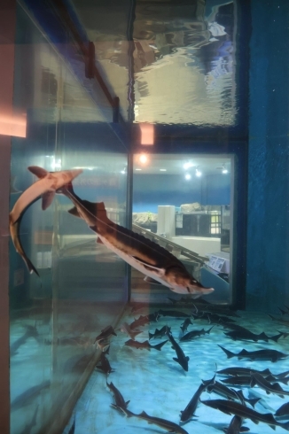 迫力の大水槽「水族館のバックヤードに潜入できる❣️100匹を超えるコチョウザメの餌やり体験をしてみよう👀」