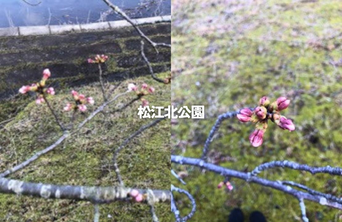松江北公園　桜　開花状況