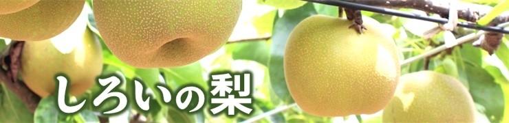 しろいの梨
