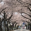 市道印内古作線沿いの桜並木(中山競馬場前)|船橋市