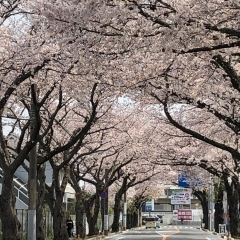 市道印内古作線沿いの桜並木(中山競馬場前)|船橋市