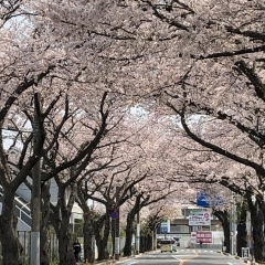 市道印内古作線沿いの桜並木（中山競馬場前）｜船橋市