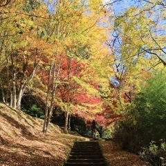 矢作ダム周辺の紅葉