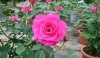 バラと花苗の生産体験