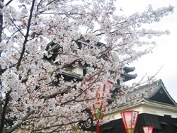 松江のジモ声　松江周辺で桜の綺麗なお花見スポット！　TOP3☆
