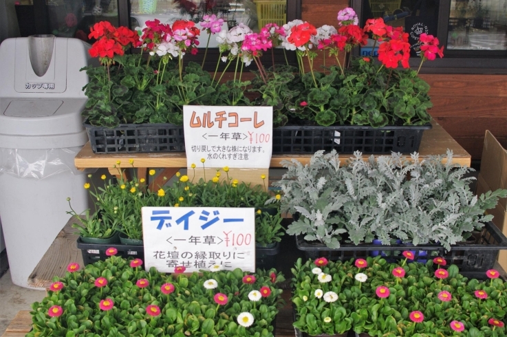 お花の苗木「春の野菜や野菜の苗木が揃い始めました！」