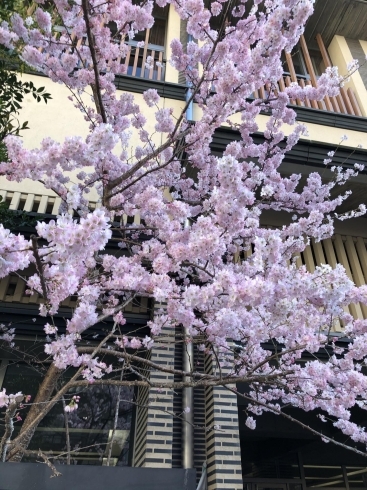 五条の住宅街の桜は満開でした「コロナの影響で観光地はがらがらです」