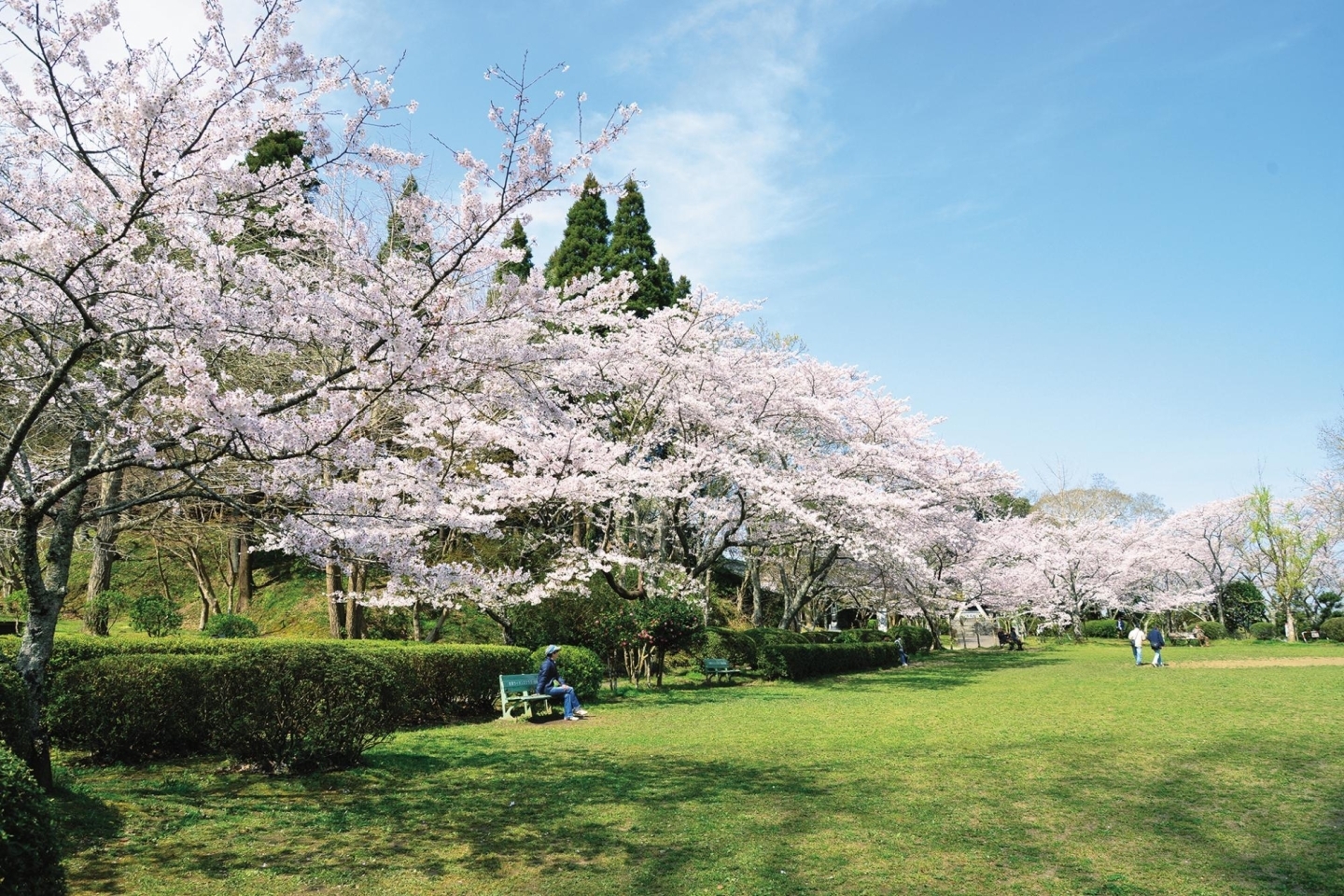 茂原公園