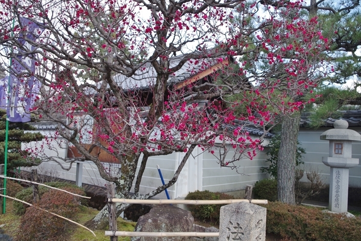 法住寺　竜宮門の紅梅