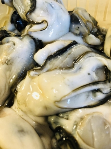サロマの牡蠣「今日のおすすめーい」