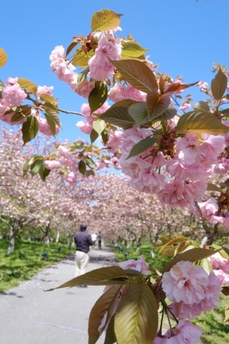 「八重桜終盤戦！ちょっと羅生門さくら公園に立ち寄りました」