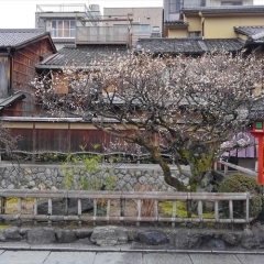 祇園白川の梅