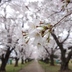 満開の桜を撮りおろし! 無線山桜並木へ行ってみた【埼玉県北足立郡伊奈町】