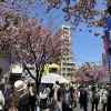 今年も大盛況!2026東立石さくらまつり